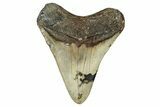 Fossil Megalodon Tooth - North Carolina #354431-2